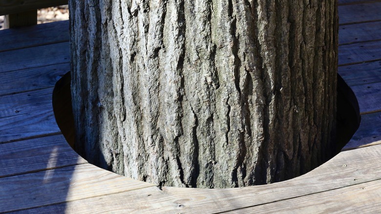 Tree trunk growing inside deck