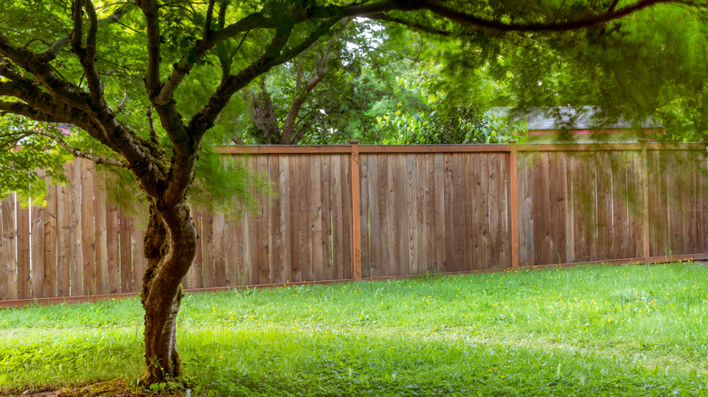 Maple tree in the backyard