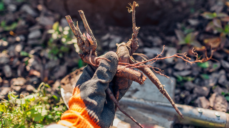 planting peony tubers