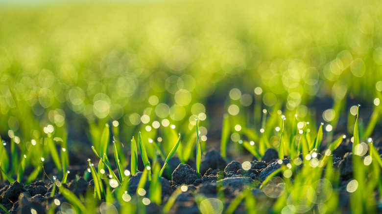 plants sprouting