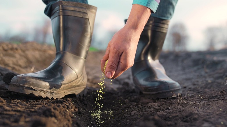 sowing seeds