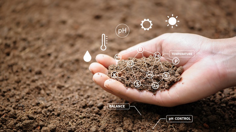 soil in hand