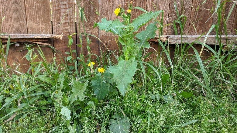 Overgrown weeds in yard