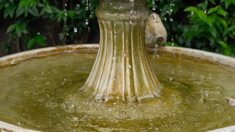 Water fountain with algae 