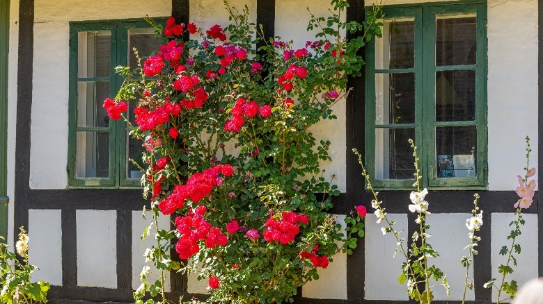 Hollyhocks in front yard 