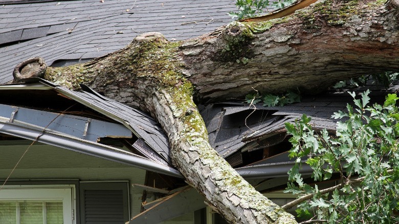 Tree falls on house 