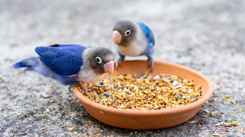 Lovebirds eating