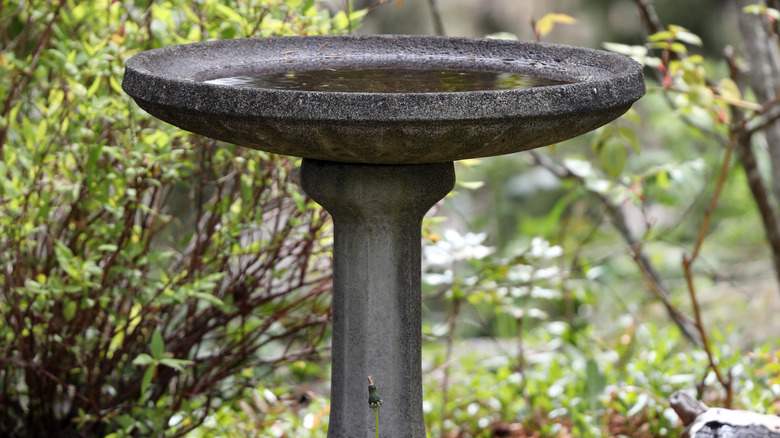 Birdbath in forested area