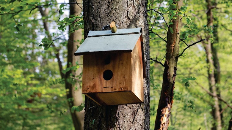 Birdhouse in tree