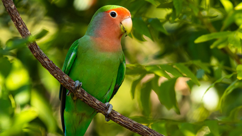 Lovebird in a tree