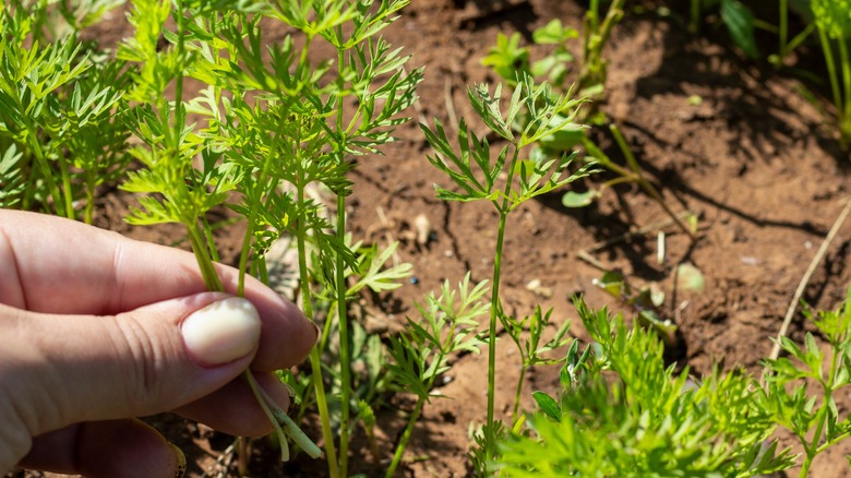 Carrot seedlings