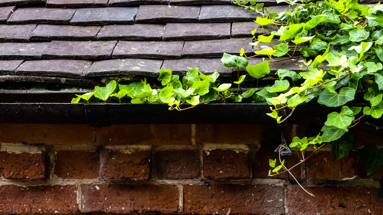 Ivy growing on roof shingles