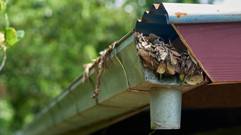 Clogged gutters