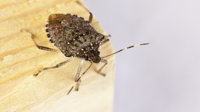 Stink bug on table