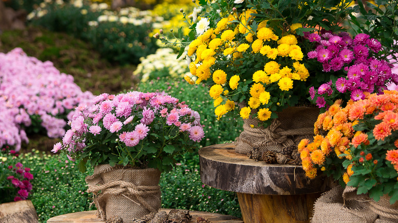 chrysanthemums blooming in fall