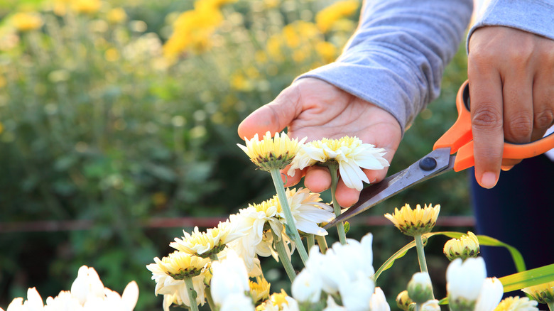 deadheading chrysanthemum flowers