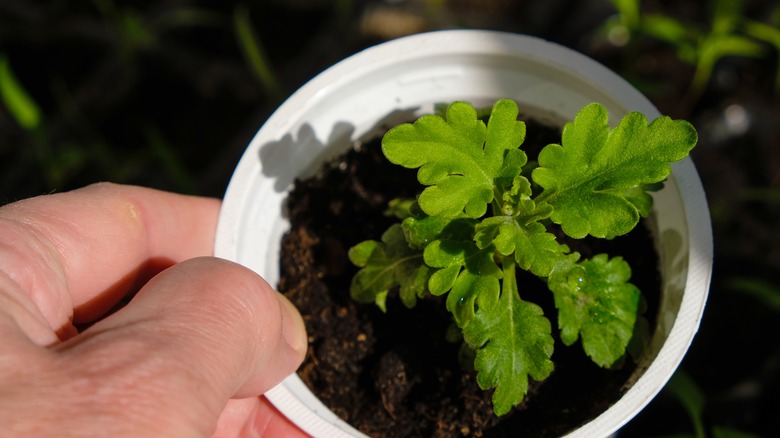 chrysanthemum seedling