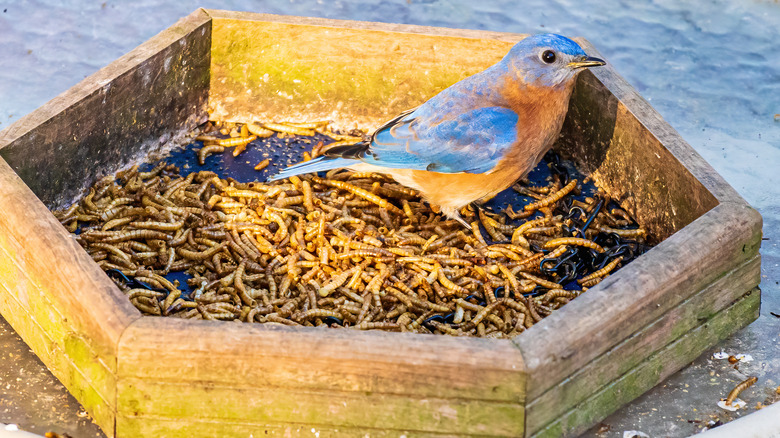 Bluebird in mealworm container