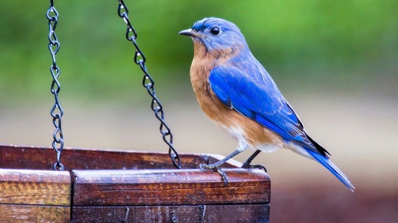 Bluebird perched on feeder