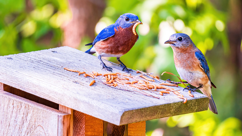 Two bluebirds perched near mealworms