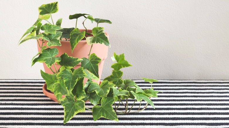 Ivy plant in pot