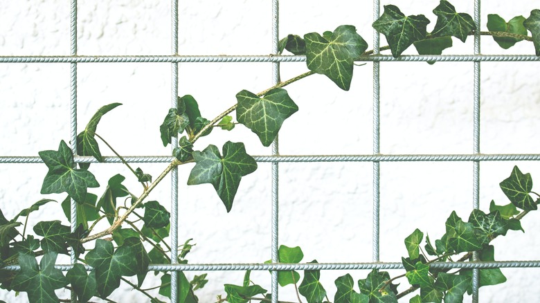 Ivy plant