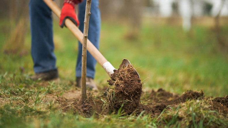 Man planting a tree