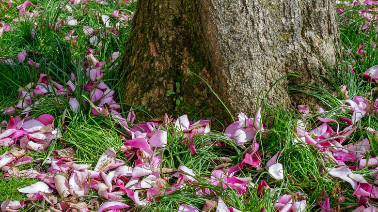 Magnolia tree trunk