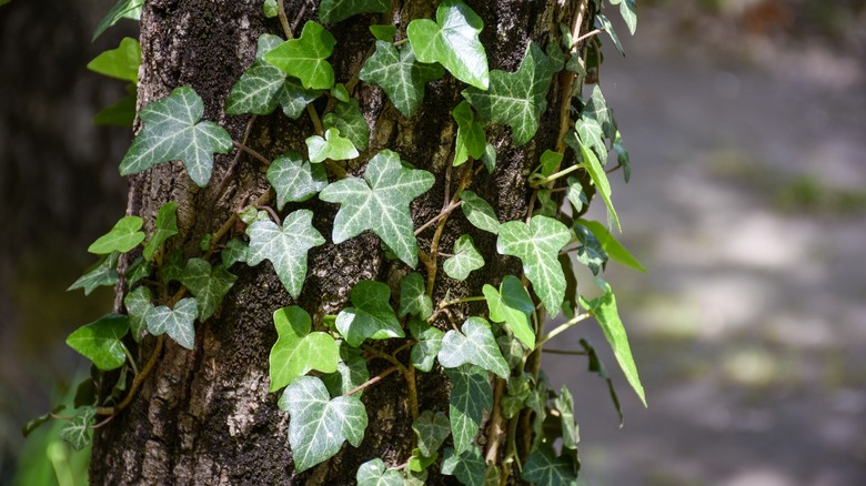 English ivy leaves on bark