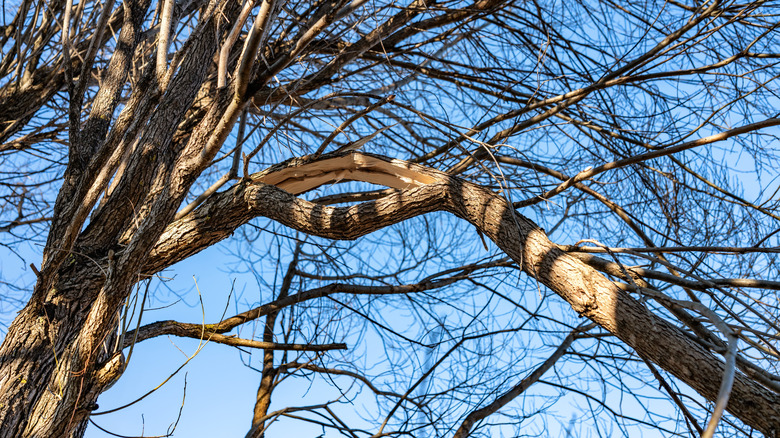 Damaged tree branch