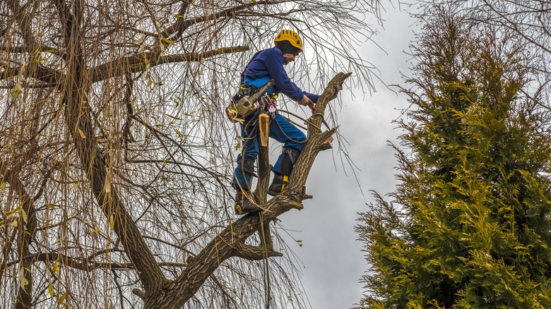Pruning willow tree in winter