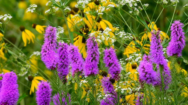 Purple blazing star flowers