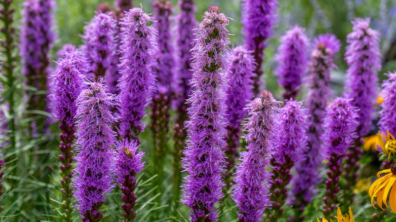 Purple blazing star flowers