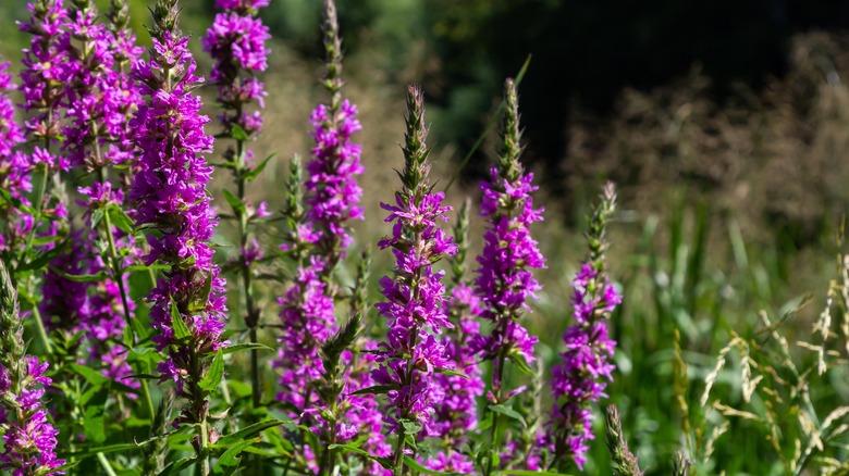 Purple loosestrife flowers