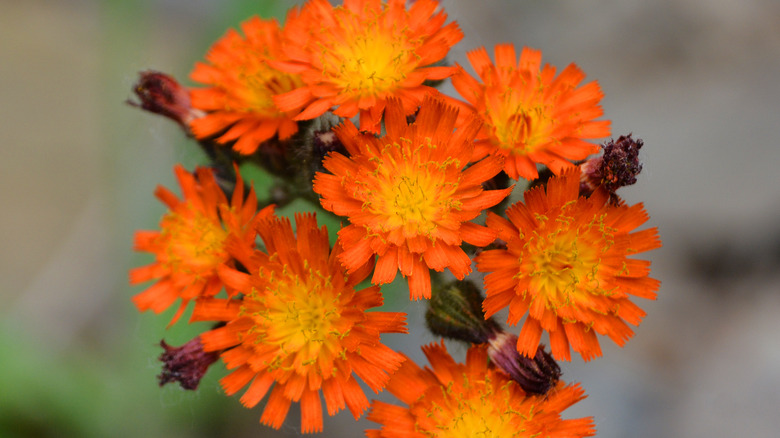 Bright orange fox-and-cubs flowers
