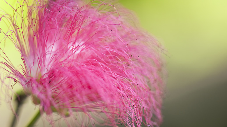 Feathery pink mimosa flower