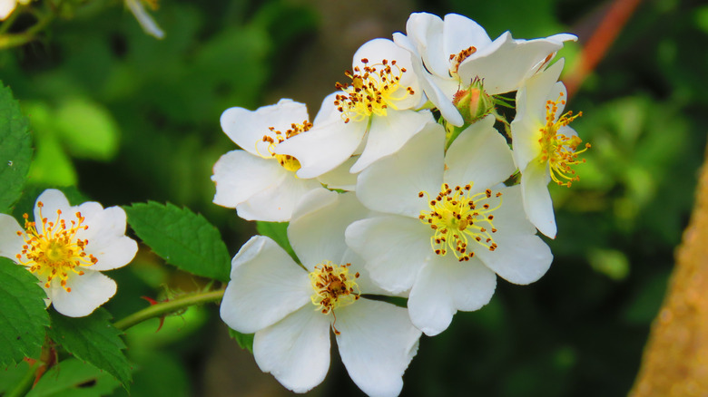 White rosa multiflora blooms