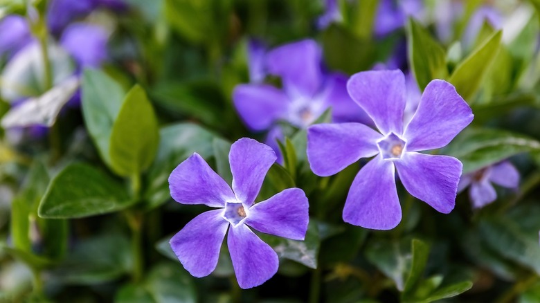 Vibrant purple periwinkle flowers
