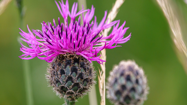 Prickly purple spotted knapweed