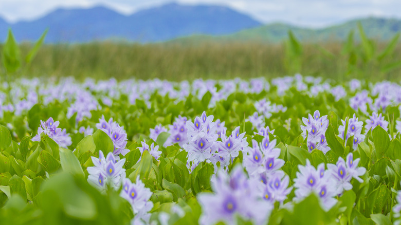 Field of water hyacinths