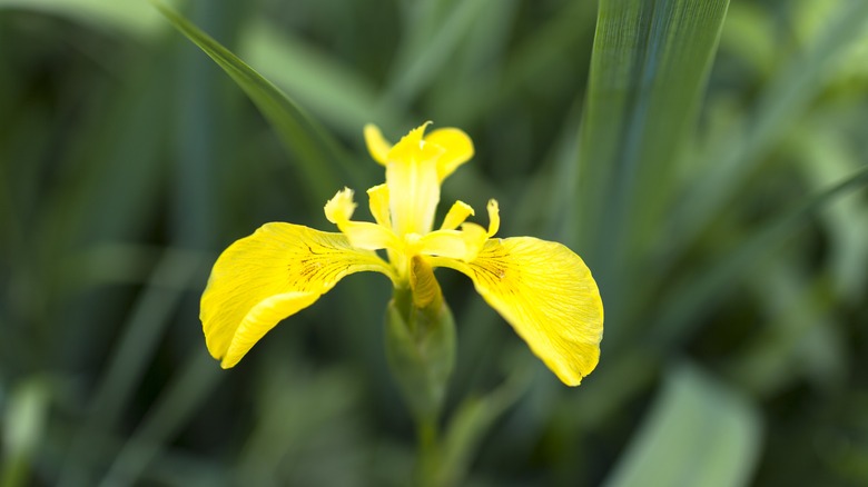 Single yellow flag iris bloom