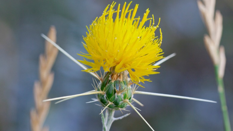 Prickly yellow thistle flower