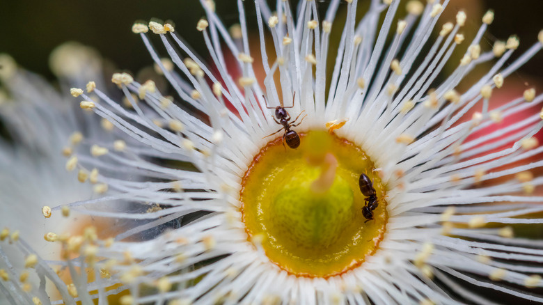 small ants pollinating white flower