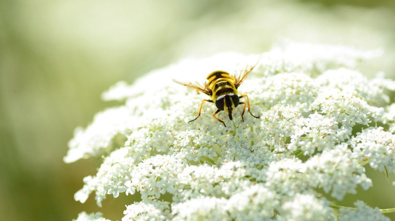 hoverfly on white flower