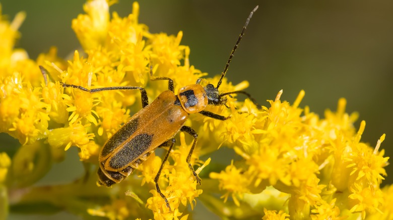 goldenrod soldier beetle on flower