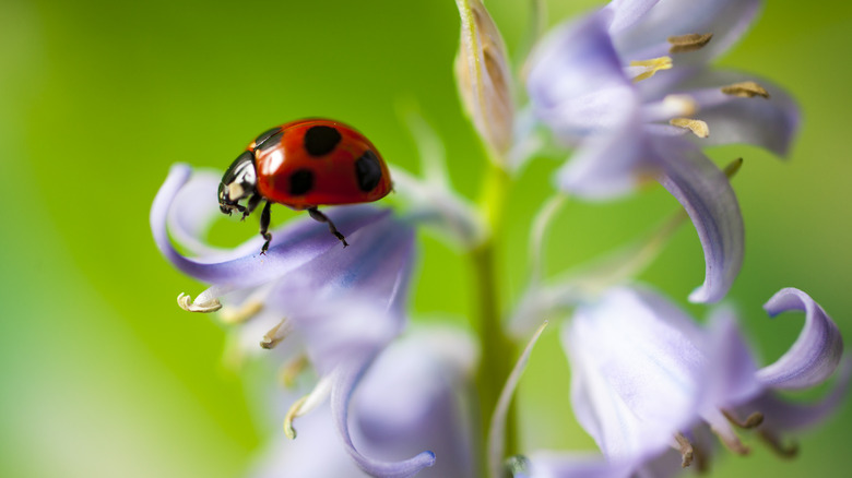 red ladybug on purple flower