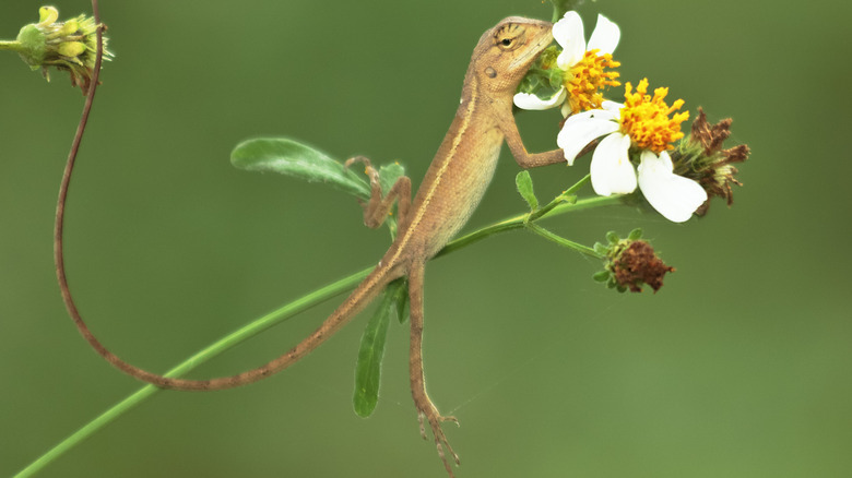 lizard climbing on flower