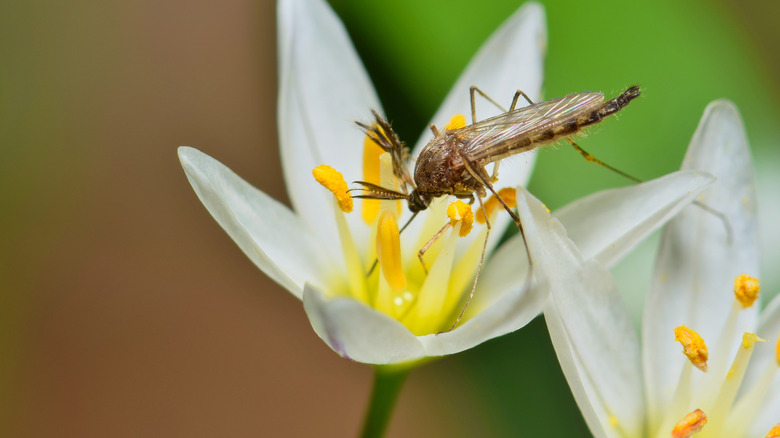 mosquito on false garlic flower