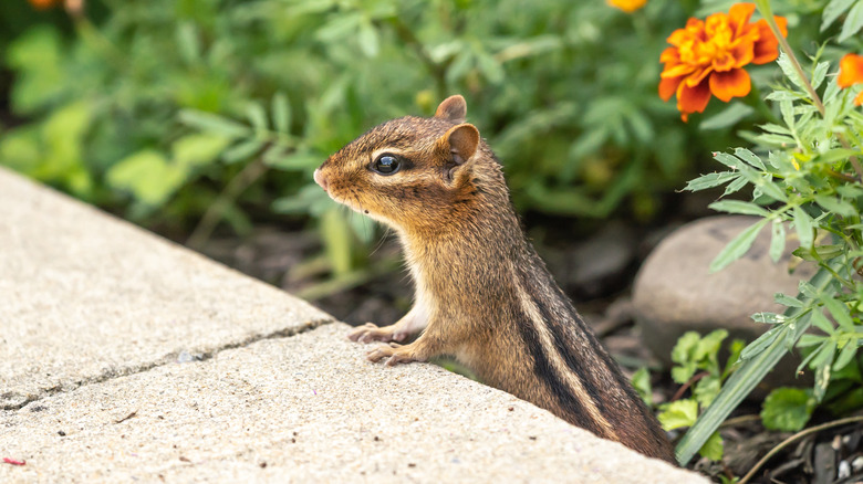 chipmunk by flowers in garden