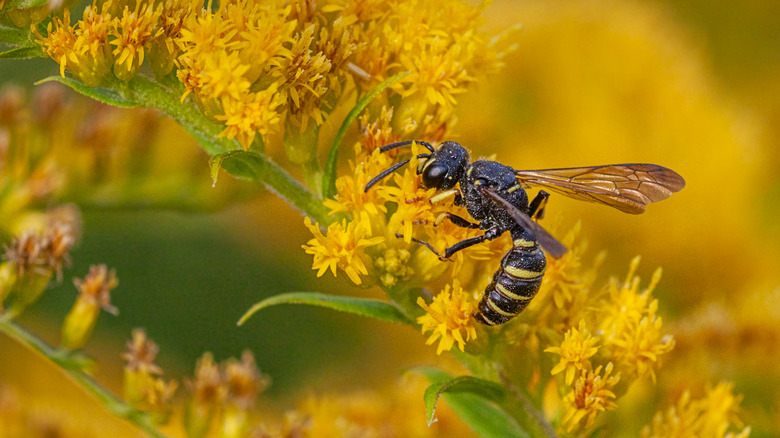 wasp covered in pollen on flower